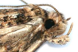 Attēlu rezultāti vaicājumam “Morophaga choragella”