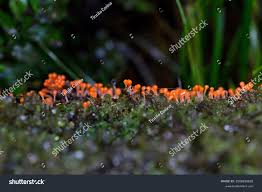 Attēlu rezultāti vaicājumam “Metatrichia sp.”