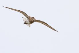 Attēlu rezultāti vaicājumam “Calidris falcinellus”