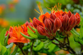 Attēlu rezultāti vaicājumam “Rhododendron calendulaceum”