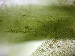 Attēlu rezultāti vaicājumam “Harpanthus flotovianus”