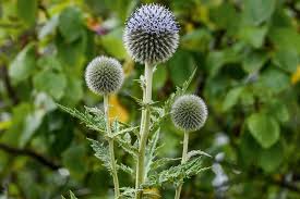 Image result for Echinops spaerocephalus