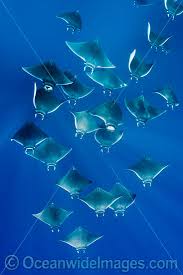 Image result for Mobula hypostoma