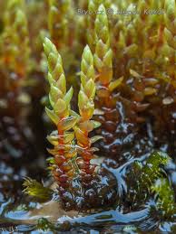 Attēlu rezultāti vaicājumam “Bryum schleicheri”