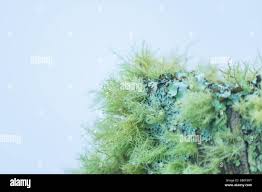 Attēlu rezultāti vaicājumam “Schistidium apocarpum young”