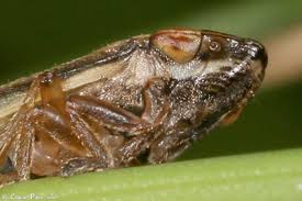 Attēlu rezultāti vaicājumam “Neophilaenus lineatus”