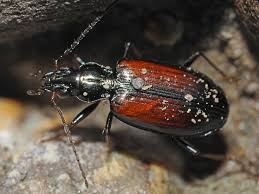 Attēlu rezultāti vaicājumam “Bembidion litorale”