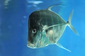 Image result for Rachycentron canadum