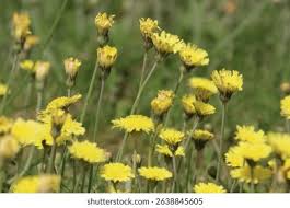 Attēlu rezultāti vaicājumam “Pilosella officinarum flower”