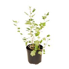 Attēlu rezultāti vaicājumam “Ribes uva-crispa”