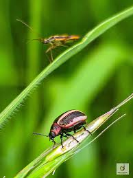 Attēlu rezultāti vaicājumam “Stenotus binotatus male”