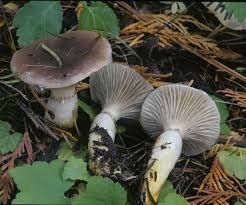 Attēlu rezultāti vaicājumam “Gomphidius glutinosus”