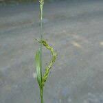 Attēlu rezultāti vaicājumam “Carex sylvatica fruit”