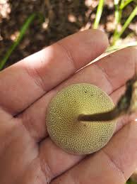 Attēlu rezultāti vaicājumam “Didymium xanthopus macro”