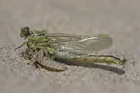 Attēlu rezultāti vaicājumam “Gomphus flavipes”