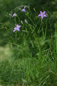 Image result for Campanula patula
