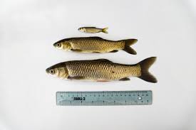 Image result for Ctenopharyngodon idella