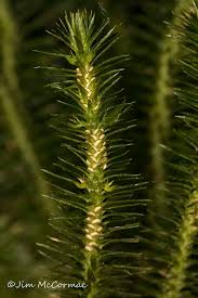 Attēlu rezultāti vaicājumam “Hymenostylium recurvirostrum macro”