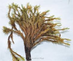 Attēlu rezultāti vaicājumam “Orthotrichum speciosum sporophyte”