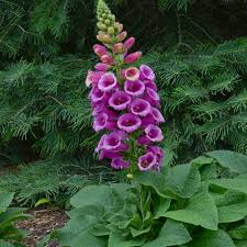 Attēlu rezultāti vaicājumam “Digitalis purpurea fruit”