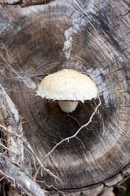 Attēlu rezultāti vaicājumam “Pholiota heteroclita”