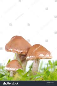 Attēlu rezultāti vaicājumam “Rozites caperata”