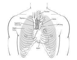 Image result for Thymus