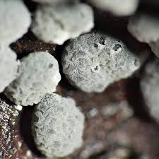 Attēlu rezultāti vaicājumam “Didymium minus spores”