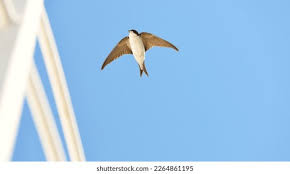 Attēlu rezultāti vaicājumam “Delichon urbicum juvenile”