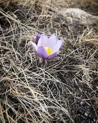 Attēlu rezultāti vaicājumam “Eleocharis palustris flower”