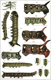 Attēlu rezultāti vaicājumam “Nymphalis xanthomelas larva”