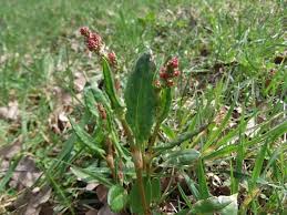 Image result for Sauerampfer