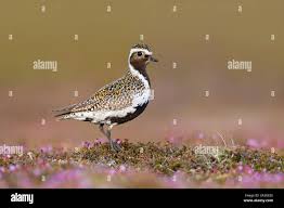 Attēlu rezultāti vaicājumam “Pluvialis apricaria adult”