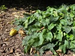 Attēlu rezultāti vaicājumam “Symphytum grandiflorum”