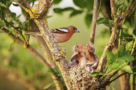 Attēlu rezultāti vaicājumam “Fringilla coelebs nest”