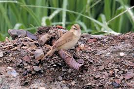 Image result for Acrocephalus aedon