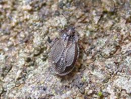 Attēlu rezultāti vaicājumam “Acalypta carinata”