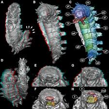 Attēlu rezultāti vaicājumam “Mellicta athalia larva”