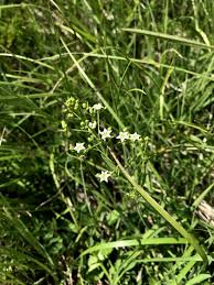 Attēlu rezultāti vaicājumam “Thesium ebracteatum”