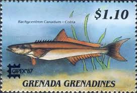 Image result for Rachycentron canadum