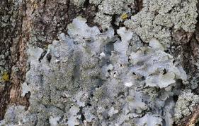 Attēlu rezultāti vaicājumam “Punctelia subrudecta”