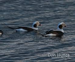 Attēlu rezultāti vaicājumam “Clangula hyemalis”