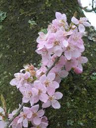 Attēlu rezultāti vaicājumam “Prunus cerasifera var. divaricata”
