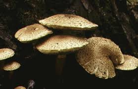 Attēlu rezultāti vaicājumam “Pholiota squarrosoides”