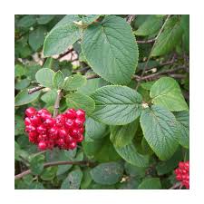 Attēlu rezultāti vaicājumam “Viburnum lantana”