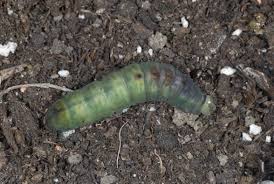 Attēlu rezultāti vaicājumam “Notodonta dromedarius”