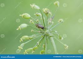 Attēlu rezultāti vaicājumam “Orthops basalis”