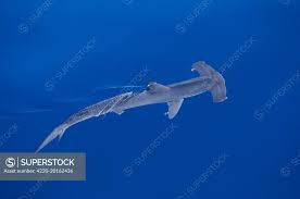 Image result for Sphyrna