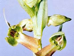 Attēlu rezultāti vaicājumam “Coeloglossum viride flower”