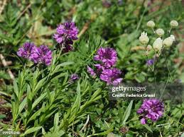 Attēlu rezultāti vaicājumam “Polygala vulgaris”